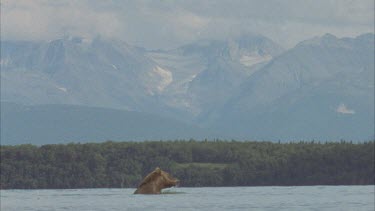 bear standing in river, goes down to swim, hunt for fish