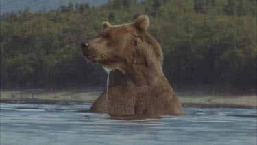 bear standing in river, goes down to swim, hunt for fish