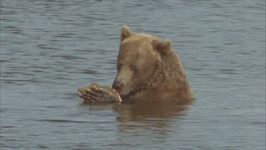 bear in river eating salmon fish.