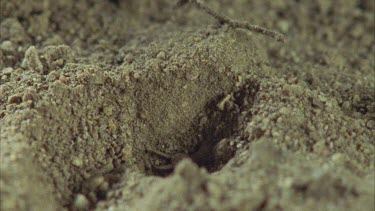 ant lion digging excavating pit