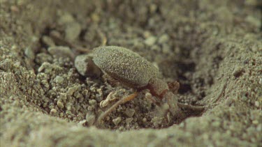 bombardier beetle caught in ant lion jaw, see the jaw. Beetle struggles to get free.