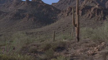 saguaro cactus, mountains in background