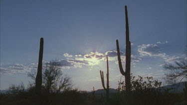 saguaro cactus sunset against dramatic sky