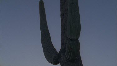 detail of branch of saguaro cactus pan down trunk of cactus