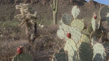 flowering prickly pear cactus in foreground, saguaro cactus behind