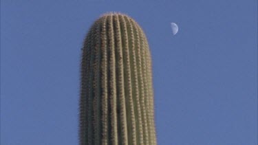 top of saguaro cactus with rising crescent of moon behind