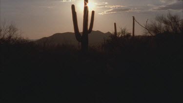 saguaro cactus with sun setting behind