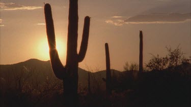 silhouetted saguaro cactus with sun setting behind