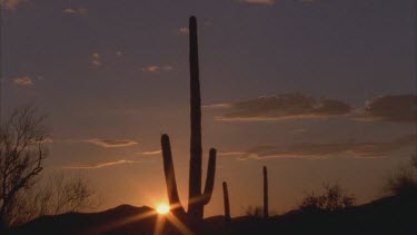 sun setting just above horizon, silhouetted saguaro cactus foreground
