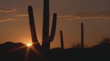 sun setting behind a hill, saguaro cactus in silhouette in foreground. See sun disappear behind the hill.