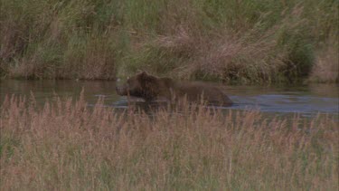bear wading in river stream