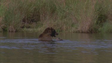 bear eating fish in river,