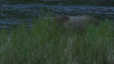 bear walking, hunting in river, partially occurred by grass on river bank
