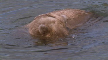 bear looking under water for fish, stands upright and shakes off water