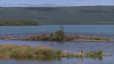 bear swimming in lake