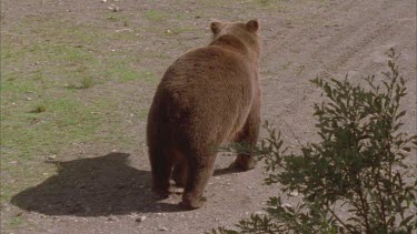 bear walking down a dirt track away from camera