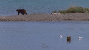 one bear in lake eating salmon another walks past