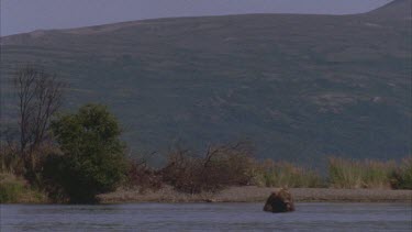 bear in lake eating fish with mountain in background