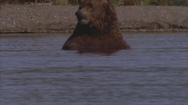 bear in lake licking its lips, looks under water for fish