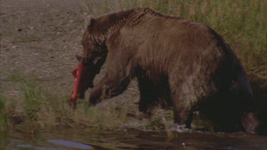 bear walking out of lake with large salmon in its mouth