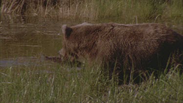 bear walking in river with large salmon in its mouth, disappears behind river reeds