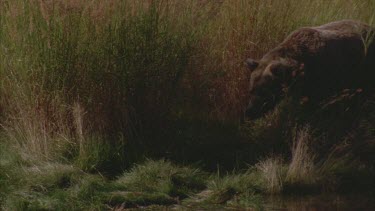 bear emerging from reeds. It stands at the edge of the river and looks around