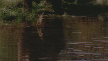 bear wades into river