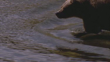 bear wading in river