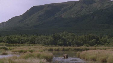 bear wading in river, trees and mountains in background