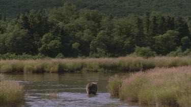 bear wading in river, trees in background