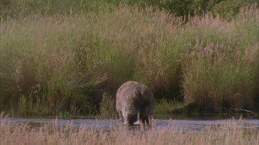 bear with large salmon wades away from camera, out of river and disappears behind reeds on river bank