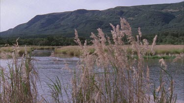 wide meandering river beneath mountain with reeds blowing in the wind in the foreground