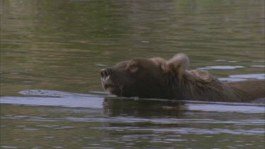 bear shakes off water and looks under water for fish