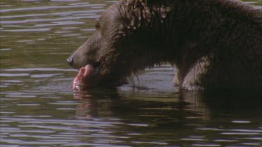 bear tearing off chunks of fish