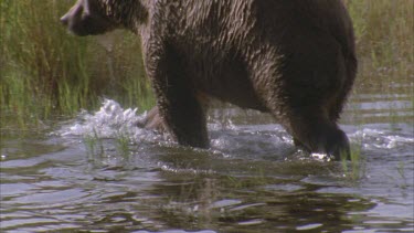 bear wading knee deep through water, kicking and splashing through reeds