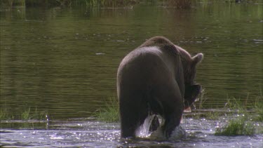 bear carrying large salmon wades knee deep through water, splashing through the shallow. It walks out of the river and disappears into the reeds