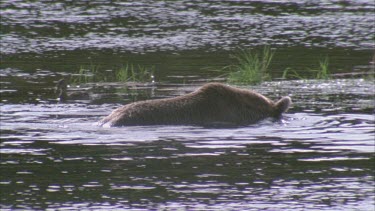 bear walks out of river