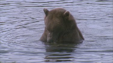 bear in river holding fish in its pa. It manipulates the fish and eats it.