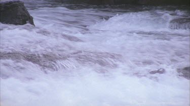 bear at waterfall watching for migrating salmon