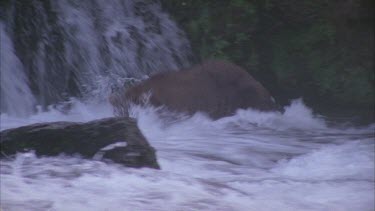 bear at waterfall pouncing on migrating salmon