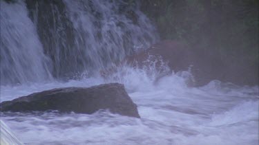 bear at waterfall pouncing on migrating salmon