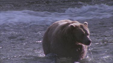 bear in fast flowing water with head under water looking for migrating salmon