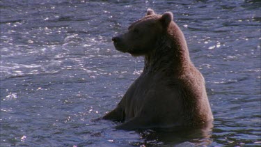 bear standing upright in fast flowing water