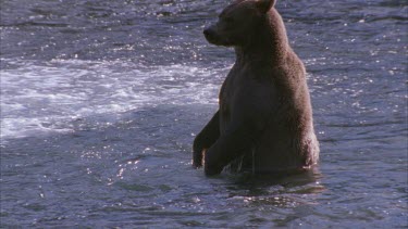 bear standing tall upright in fast flowing water, goes down to look for salmon under water