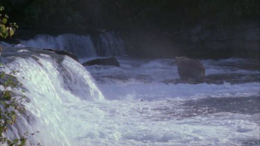 bear at foot of small waterfall