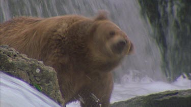 bear at waterfall shaking water watching for migrating salmon