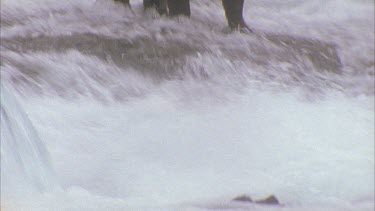 bear at waterfall watching for migrating salmon