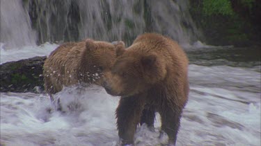two bears fishing at falls. Loads of white frothy water, going over falls