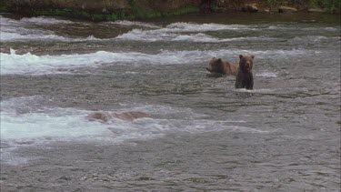 Mother bear and two fishing at falls. Loads of white frothy water, going over falls