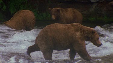 big group of bears fishing at falls.